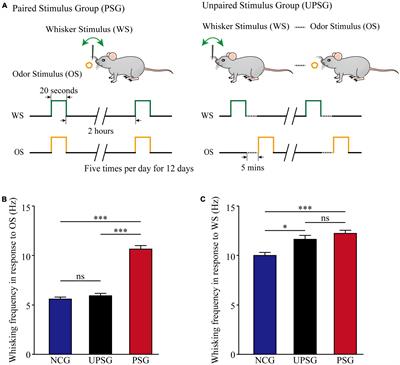 The interconnection and function of associative memory neurons are upregulated for memory strengthening